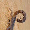 Article image for: Scorpion