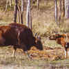 Satpura National Park