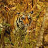 Pench National Park