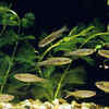 Zebra Danio