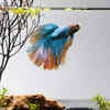 Betta fish