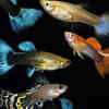 Guppy