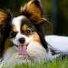 Papillon
