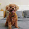 Poodle