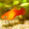 Platy