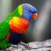 Rainbow lorikeet