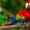 Scarlet macaw