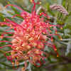 Grevillea