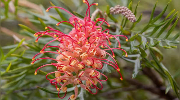 Grevillea