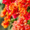 Bougainvillea