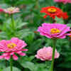 Zinnia