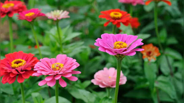 Zinnia