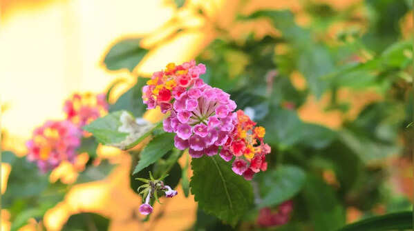 Lantana