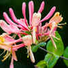 Honeysuckle