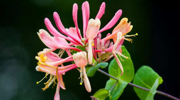 Honeysuckle