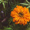 Marigold