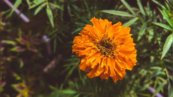 Marigold