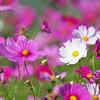 Cosmos