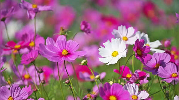Cosmos