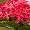Ixora