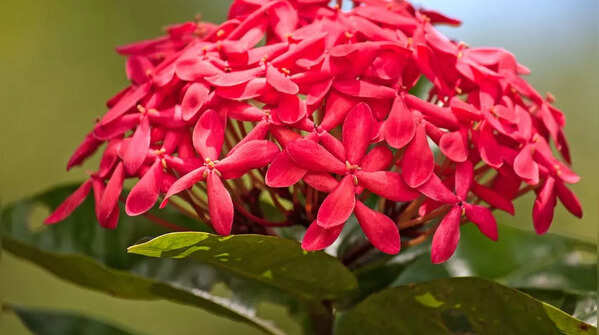 Ixora
