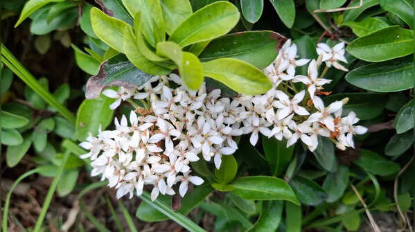 10 vibrant flowers to attract sweetly chirping birds to the balcony garden