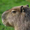 Capybara