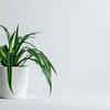 Spider Plant