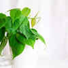 Philodendron