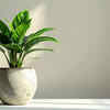 Peace Lily