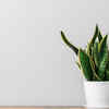 Snake Plant