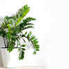 ZZ Plant (Zamioculcas zamiifolia)