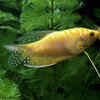 Blue and gold gourami