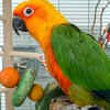 More than just colourful birds