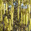 Corkscrew plants