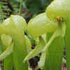 Cobra lily