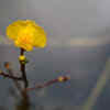 Bladderworts