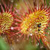 Sundews