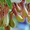 Pitcher plants