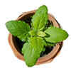 Keep pests away naturally