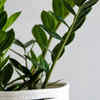 pot mix for orchids Orchid Potting Mix – Airy Substrate for Epiphytic Orchids main image 1