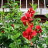 The Indian name for Hibiscus