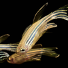 8. Zebrafish 