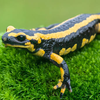 4. Salamanders