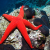 2. Starfish