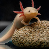 1. Axolotl