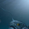 Article image for: Deep-Sea Anglerfish