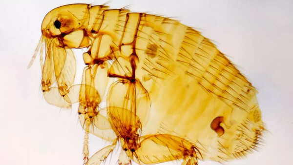 Flea Pictures