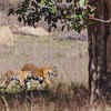 Mukki Zone, Kanha National Park in Madhya Pradesh
