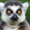 Lemur